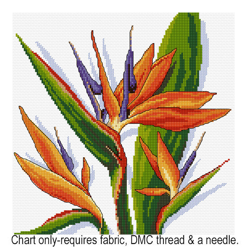 Strelitzia FJP-104