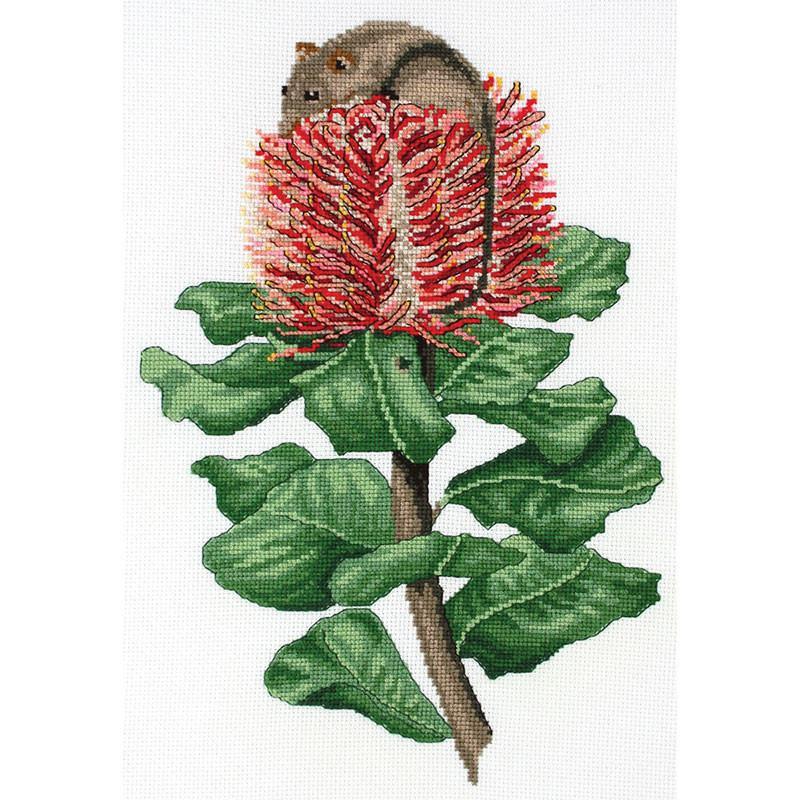 Scarlet Banksia & Honey Possum 577101