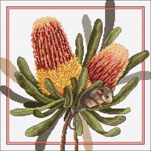 Banksias & Pigmy Possum FJ-2018