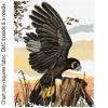Black Cockatoo FJP-1066