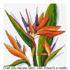 Strelitzia FJP-104