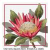 King Protea FJP-2021