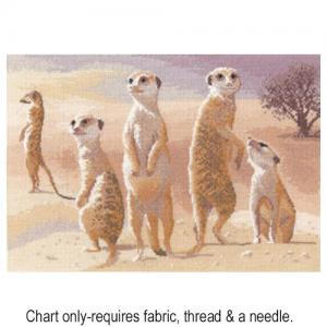 Meerkats PGMK639